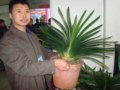 第五屆長(zhǎng)春君子蘭節(jié)開(kāi)幕 名品君子蘭叫價(jià)50萬(wàn)