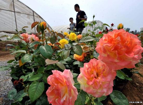 �������ּt