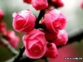 國花評選：梅花派、牡丹派針鋒相對(圖)