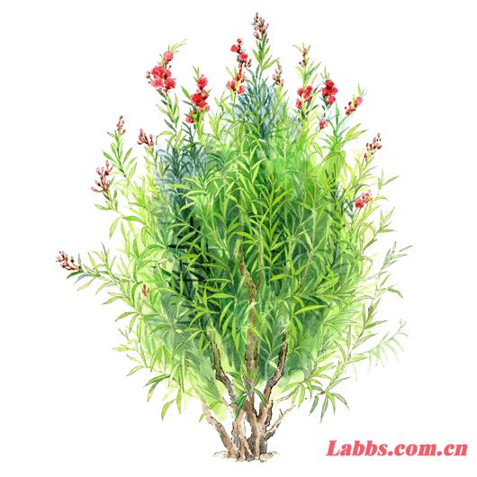 手繪植物圖???竹桃