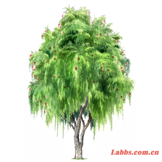 手繪植物圖??串錢柳