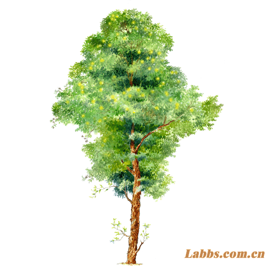手繪植物圖??大葉桉