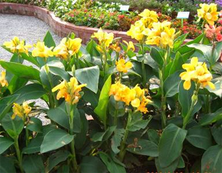 ‘熱帶 黃色’美人蕉