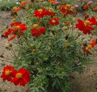 ‘紅色’硫華菊