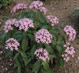 ‘丁香紫色’繁星花