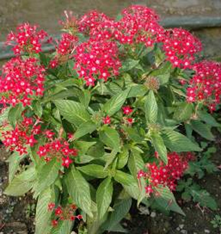 ‘玫紅色’繁星花