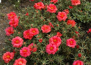 ‘紅’大花馬齒莧