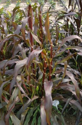 ‘紫穗’觀賞谷子