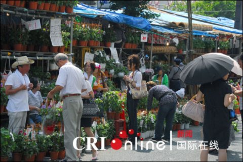 東京入谷的牽牛花市