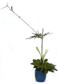 3Ĳλ3֧ٺϣ߶ȼs֦12