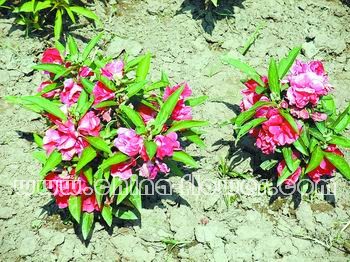 �x�����N���g