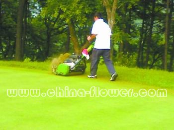 東北地區球場果嶺草坪安全越夏措施
