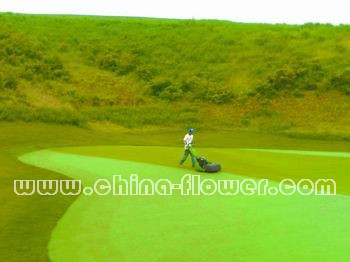 東北地區球場果嶺草坪安全越夏措施