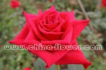 雅蘇娜（中國紅）