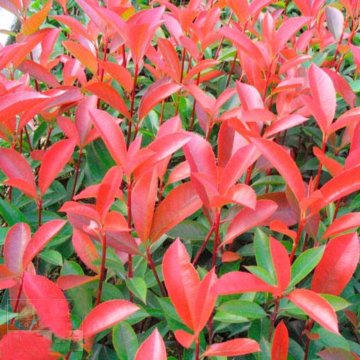 紅葉石楠