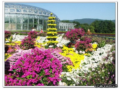 北京植物園菊花展精彩紛呈