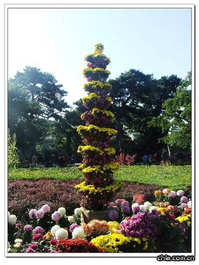 北京植物園菊花展精彩紛呈