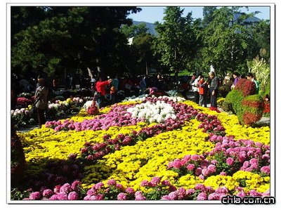 北京植物園菊花展精彩紛呈