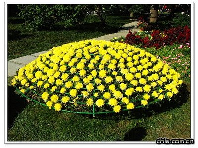 北京植物園菊花展精彩紛呈