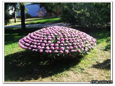 北京植物園菊花展精彩紛呈
