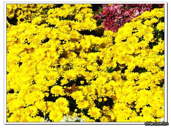 北京植物園菊花展精彩紛呈