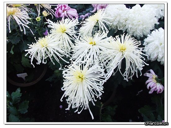北京植物園菊花展精彩紛呈
