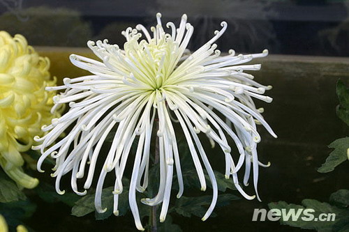 菊花品種??唐宇之光