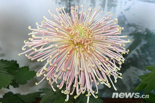 菊花品種??泉鄉若水