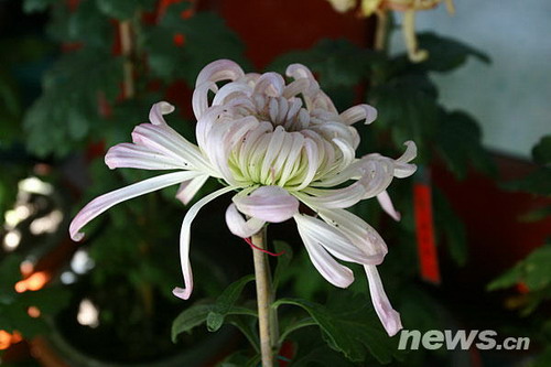 菊花品種??唐宇傲獅