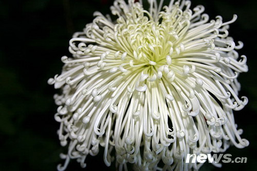 菊花品種??玉樓人醉