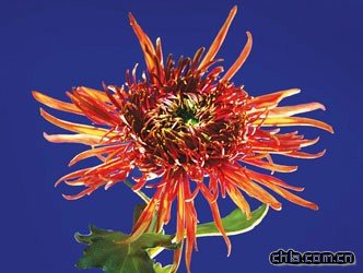 上海:金秋都市森林菊花展進入最佳賞花期(組圖)