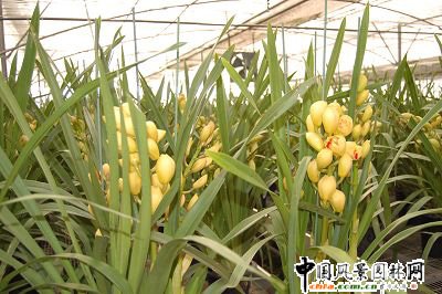 訪北林科技張偉博士:09年年宵花行情分析
