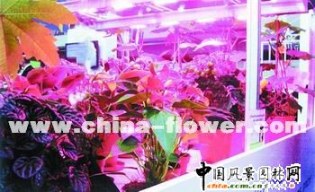 全球園藝產業聚焦可持續發展