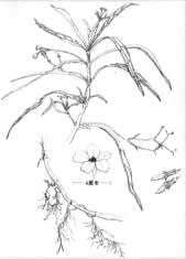 翠蘆莉形態(tài)示意圖
