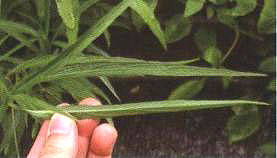 翠蘆莉葉片形態(tài)