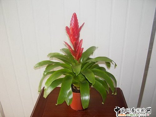 觀賞鳳梨品種欣賞