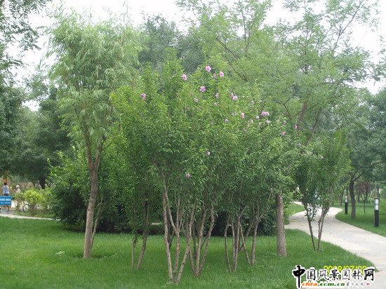 2008������|����֮�����г�ꖅ^�G�����x�؅^��Ұ���@�h���O����ʩ���Ř˶� ���I��Ұ���@һ��