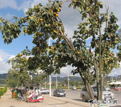 ����(n��i)�חl���侰�^�������Ϫ����