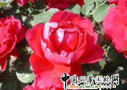 �¼�'�t����' 