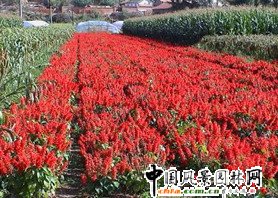 һ���t���� 