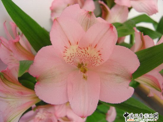 2009美國花博會展品明星六出花