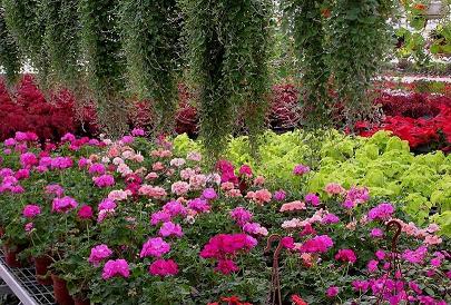 �������ܮa�I�lչ�����śr