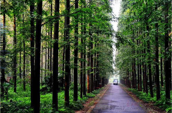 �������Ж|ƽ����ɭ�ֹ��@��230�����L�ĭh(hu��n)�u�֎��Լ��������g��߅�֎���ɭ�ָ��w���_21%���нӽ�10