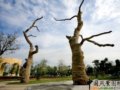 北京花博會(huì)新疆園