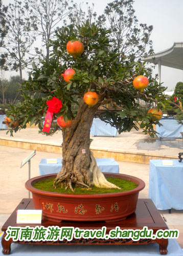 ����ʡ�ڰˌ��辰ˇ�gչ���滨������ϡ��N����