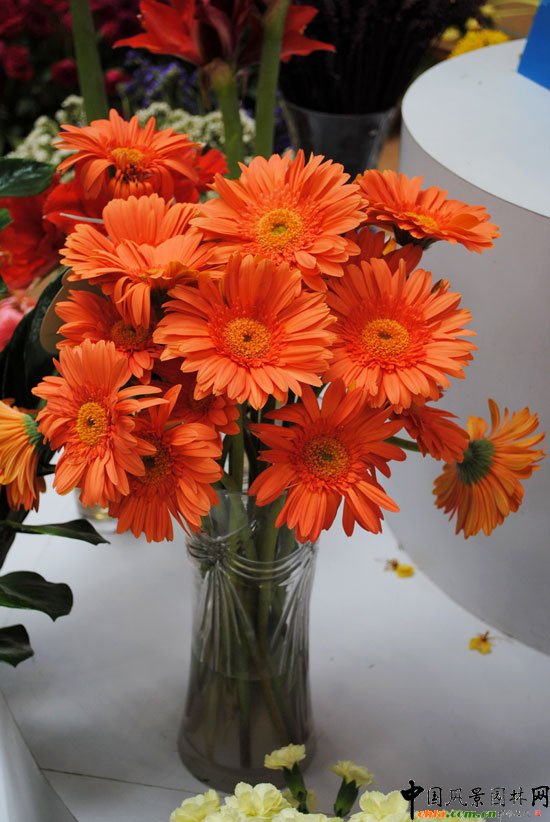 ���ߌû�����(����)�҃�(n��i)չ--�廨��Ʒ