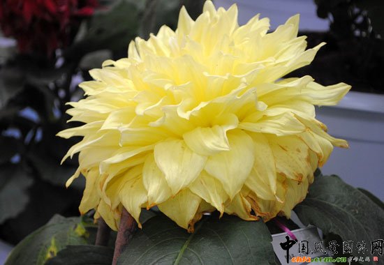 ���ߌû�����(hu��)(����)�҃�(n��i)չ--��Ʒ����