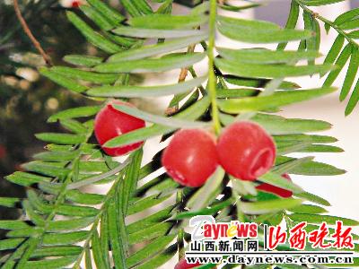 �Ϸ��t��ɼ