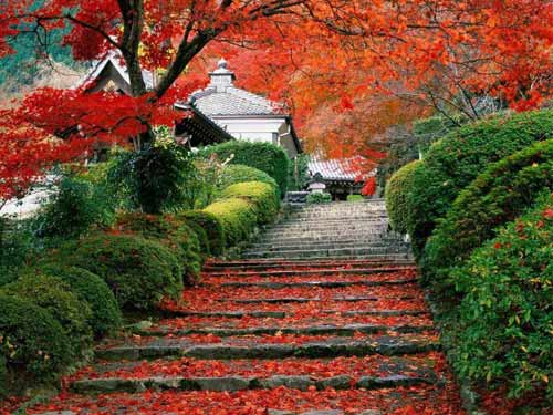 �c���鿴��һ�