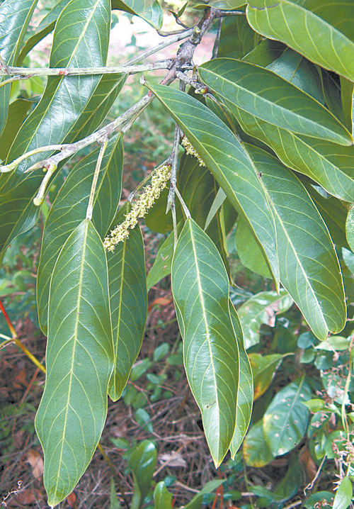 ���Ǹۡ�������ϥ��ľ ���팣�Ҹ���������